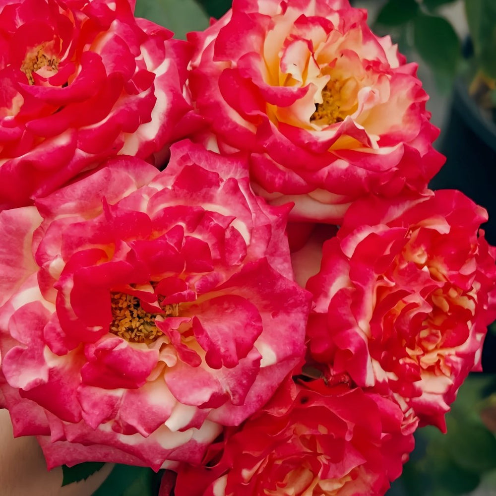 Memphis Rose Plant|梦菲斯 image 9