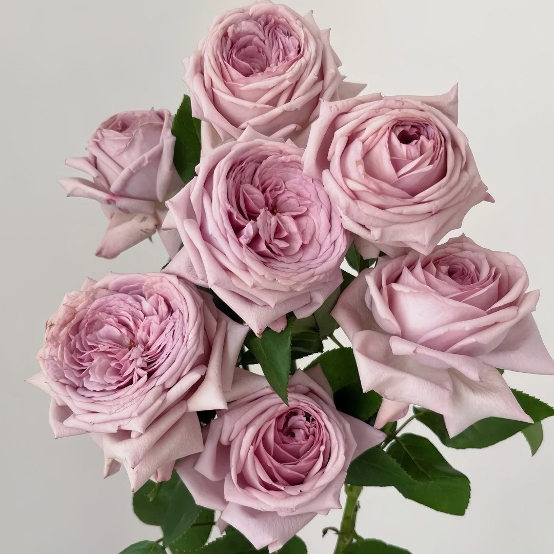The Pride Rose Plant|尼普荣耀 image 8