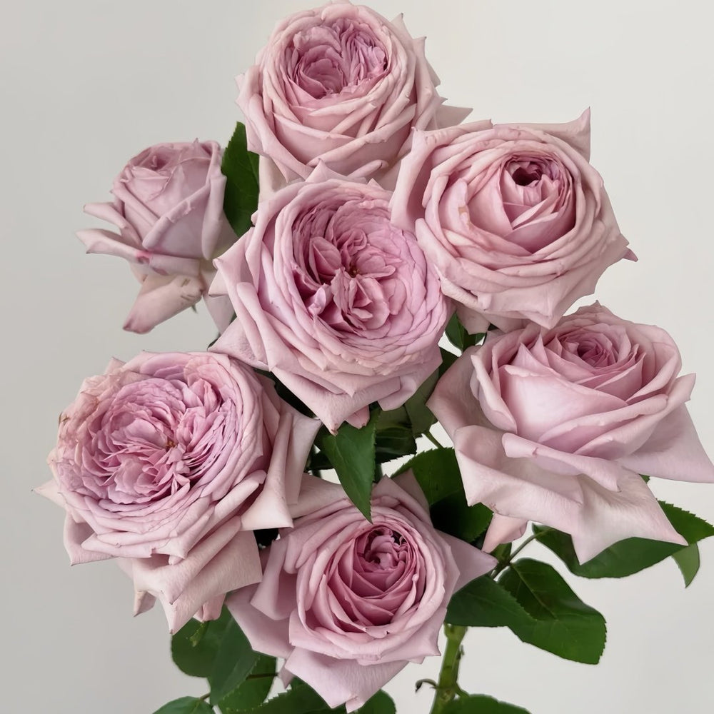The Pride Rose Plant|尼普荣耀 image 8