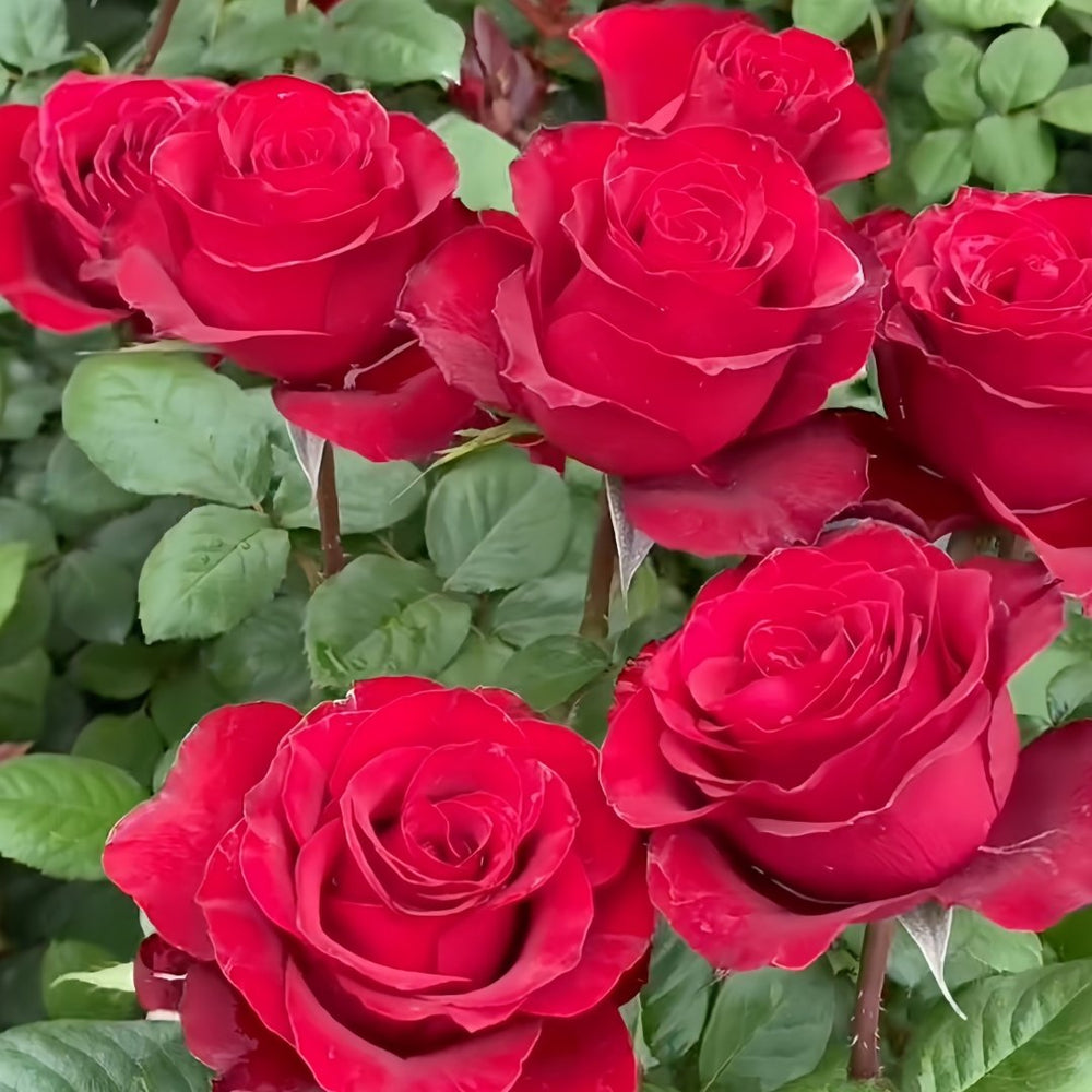 Plateau Red Rose Plant|高原红 image 9