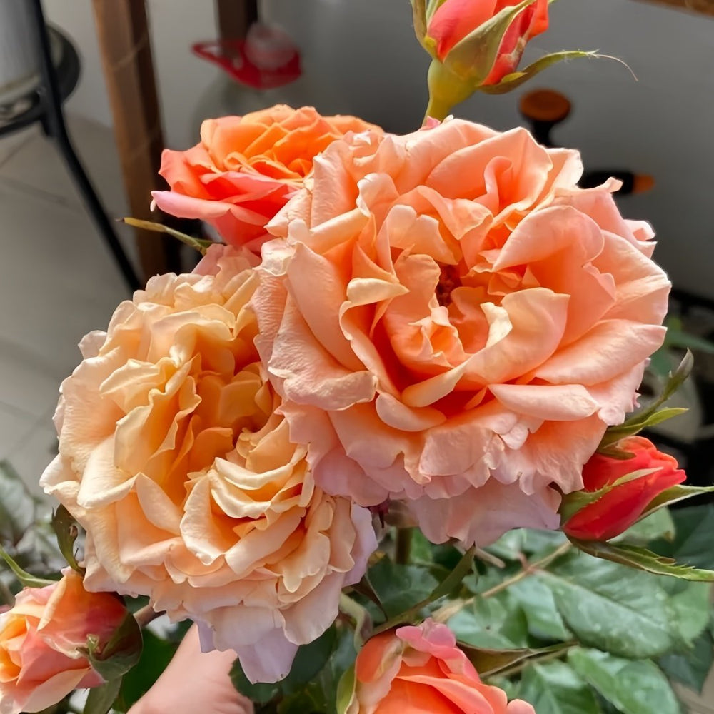 Cherry Brandy Rose Plant｜樱桃白兰地 image 6