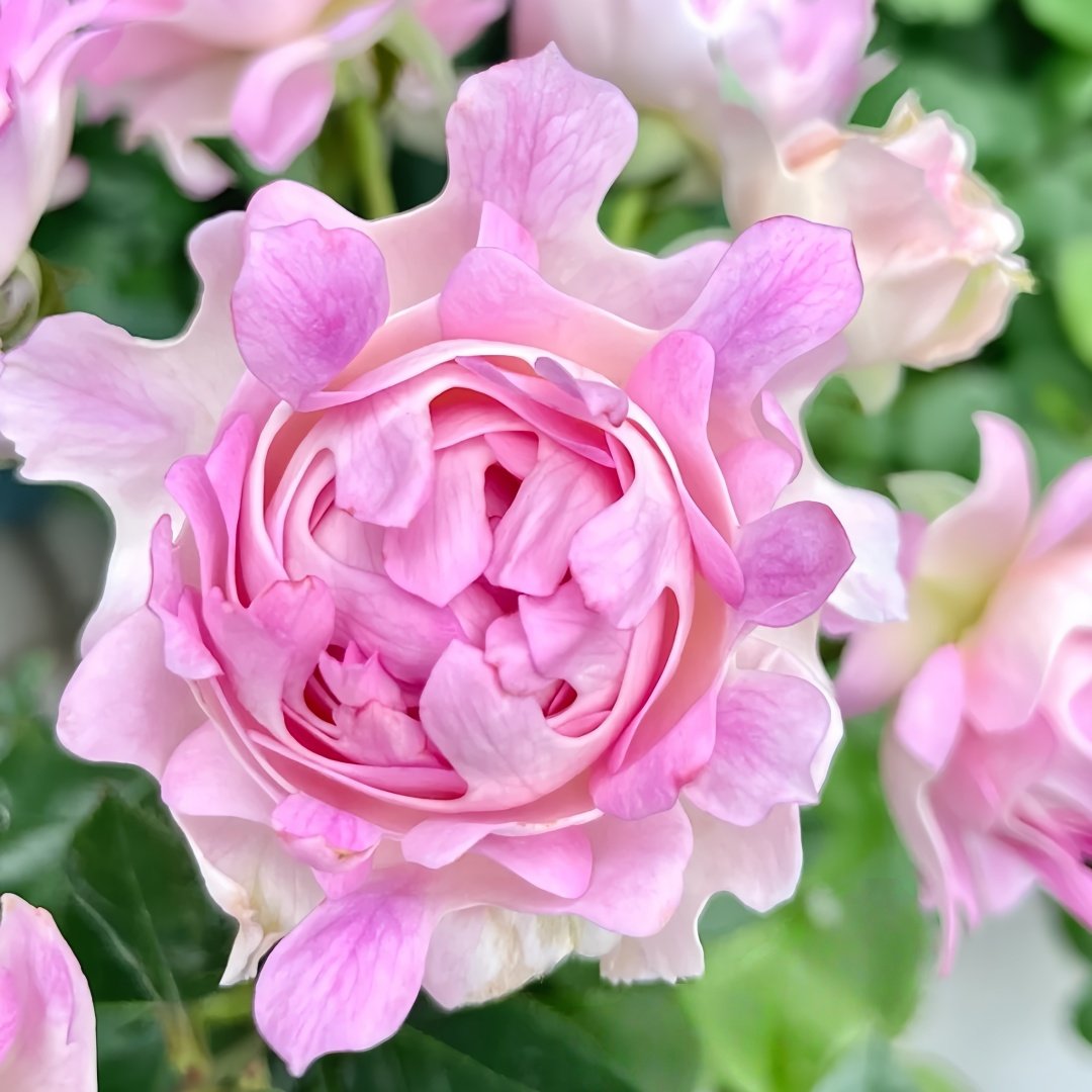 Sea Anemone Rose Plant | 海葵 image 1