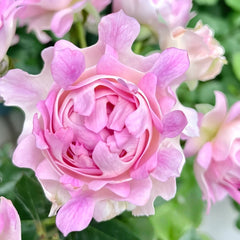 Sea Anemone Rose Plant | 海葵 image 1
