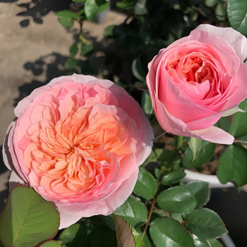 Romeo Rose Plant｜罗密欧 image 6
