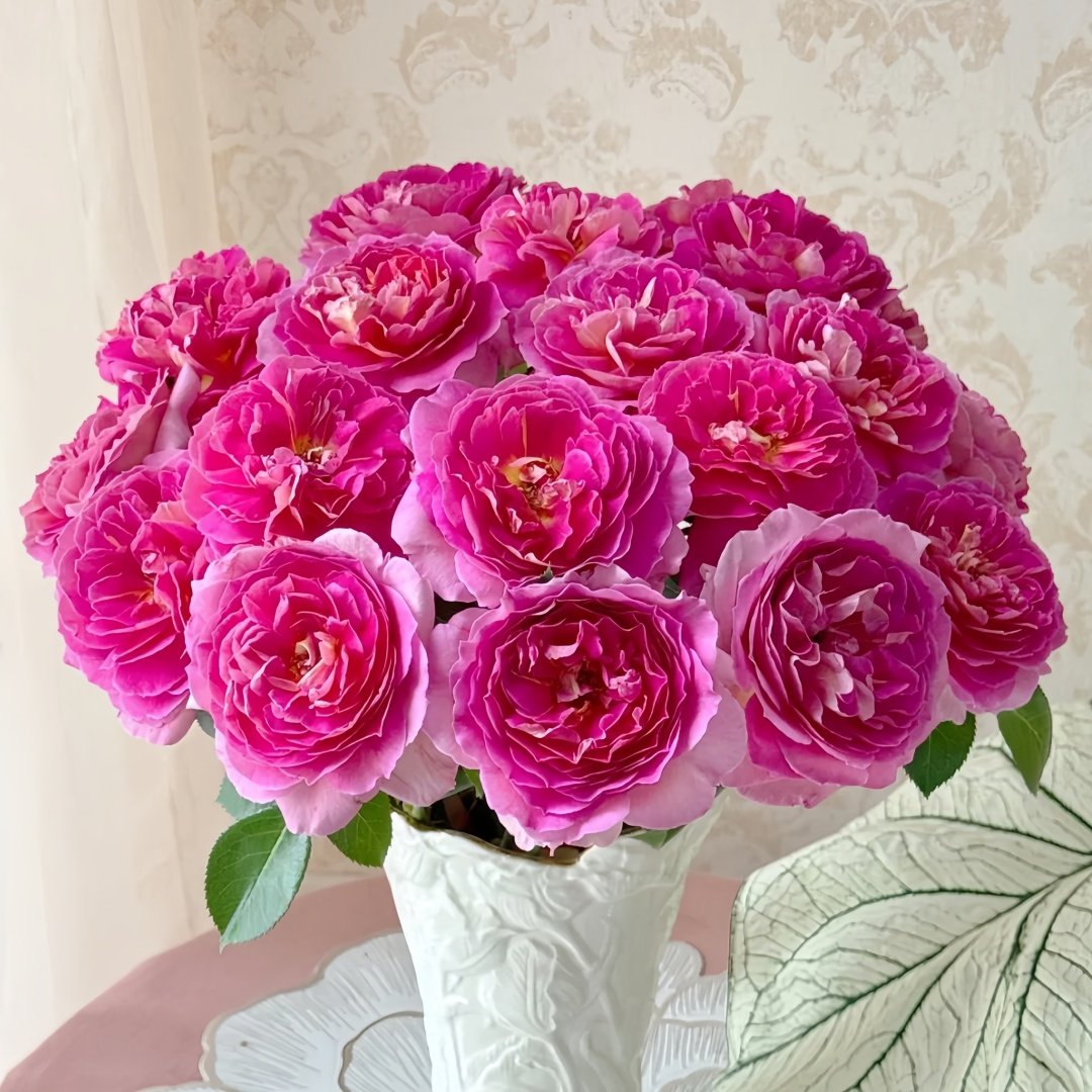 Esprit de Paris Rose Plant｜巴黎精神 image 0