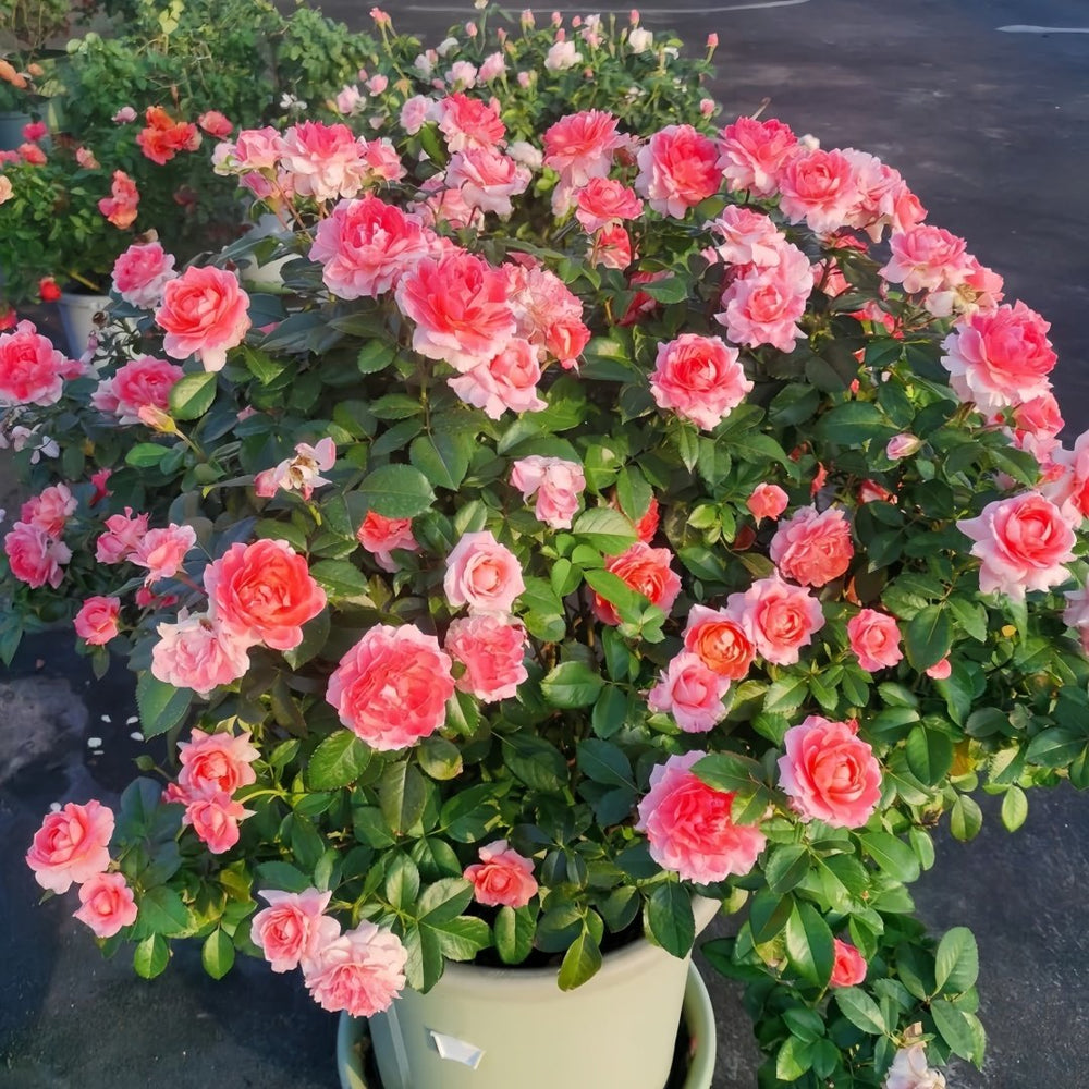 Fragrance King Terrazza Rose Plant｜芳香王阳台 image 9
