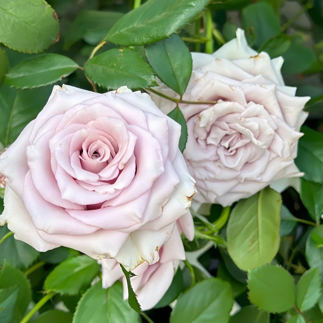 Sivery Light Rose Plant|月光曲 image 3