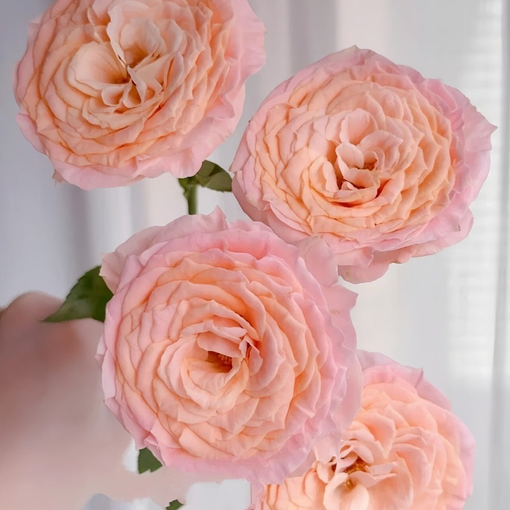 Mickey Bubbles Rose Plant|米奇泡泡 image 2