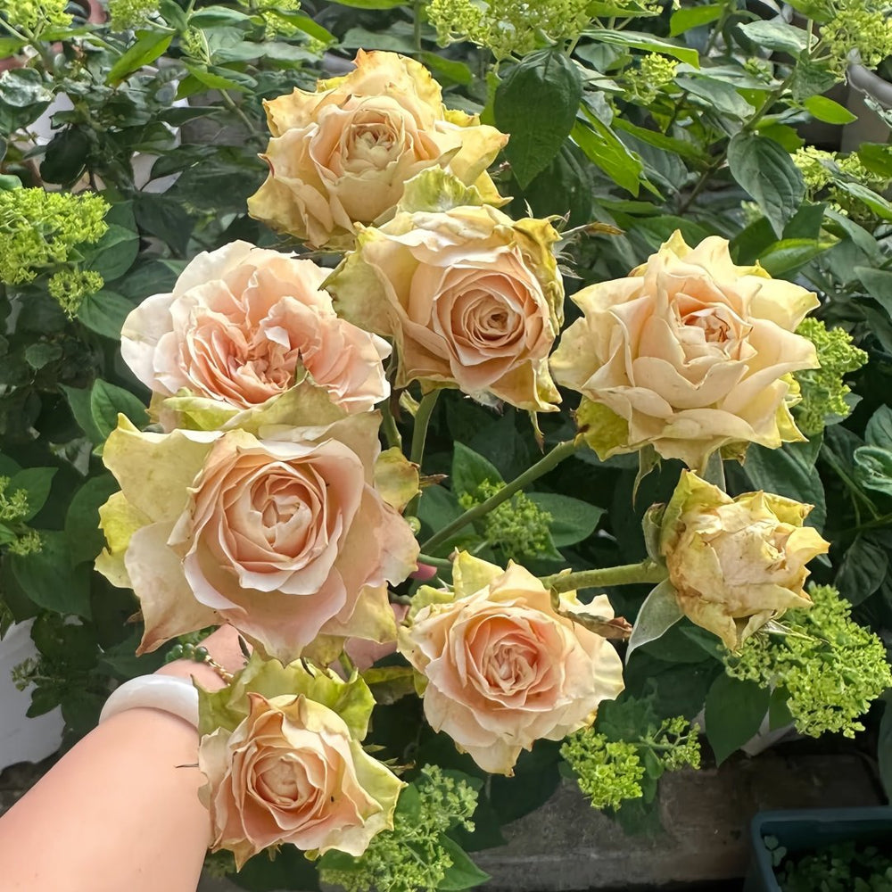 Escalante Rose Plant | 埃斯卡兰特 image 9