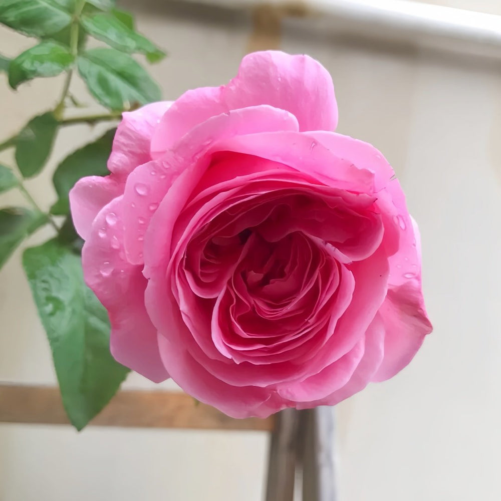 Emily Rose Plant｜艾米丽 image 4