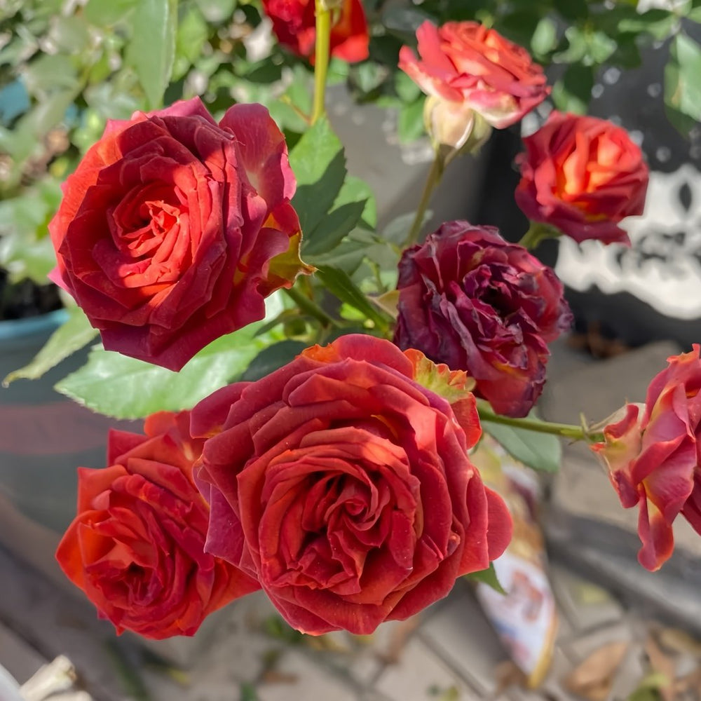 Chocolate Bubbles Rose Plant｜巧克力泡泡 image 5