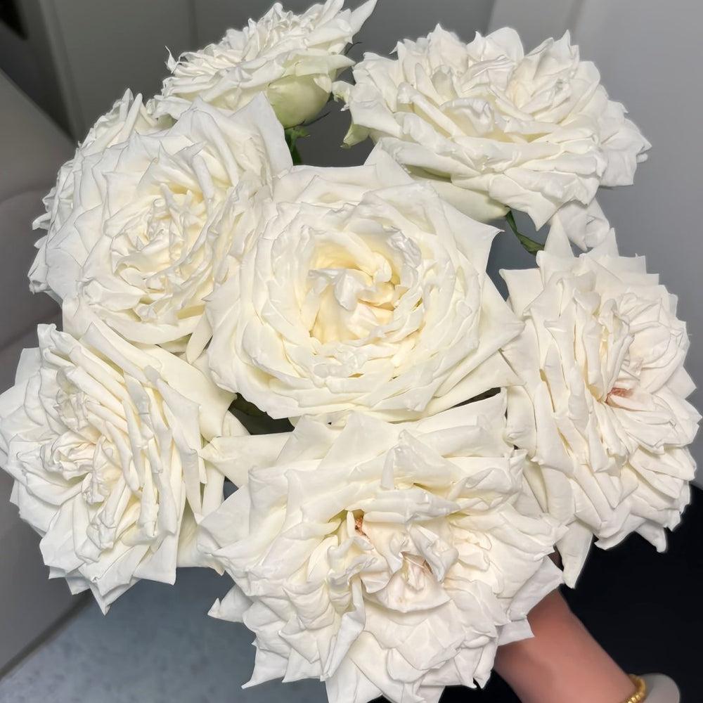 Tineke Rose Plant｜坦尼克 image 9
