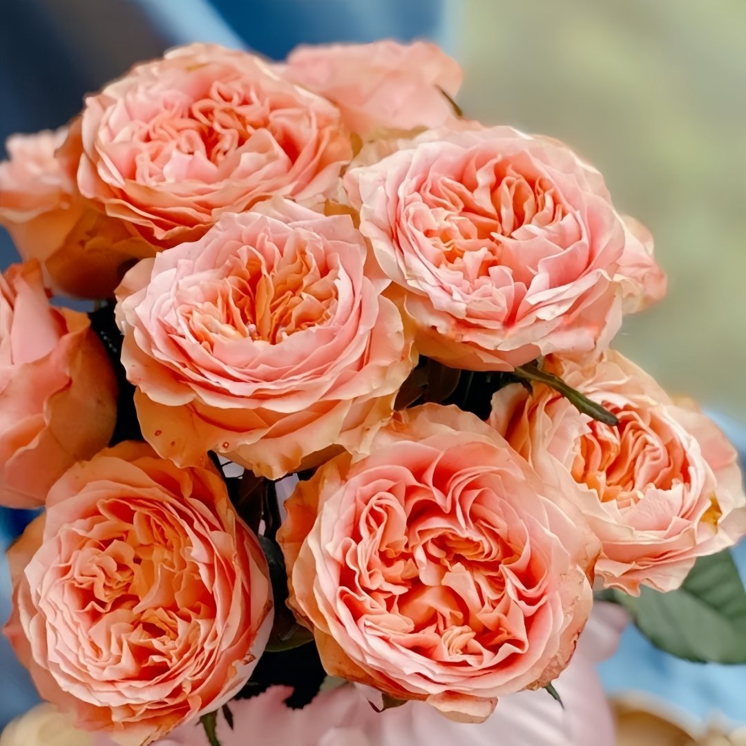 Peach Funky Rose Plant | 方可桃 image 2