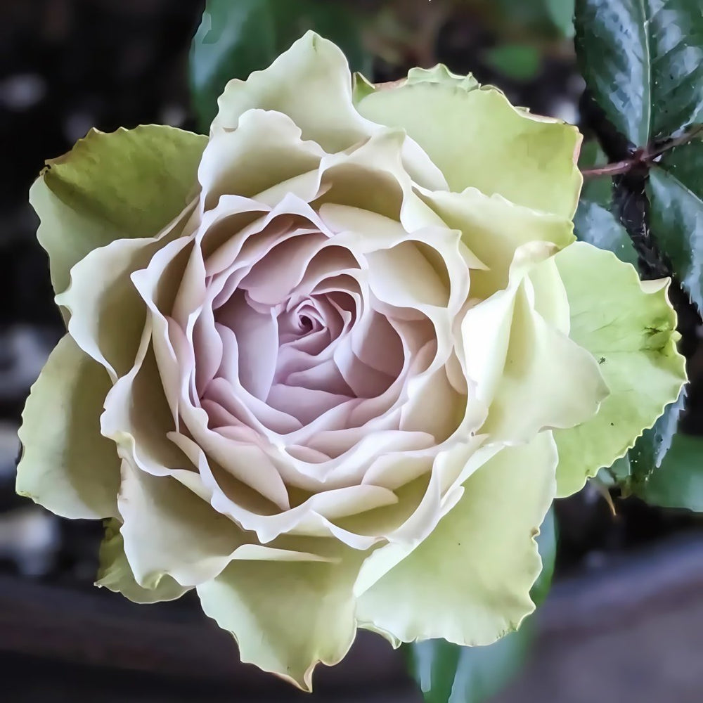 Lapis Veil Rose Plant | 青金石面纱 image 2