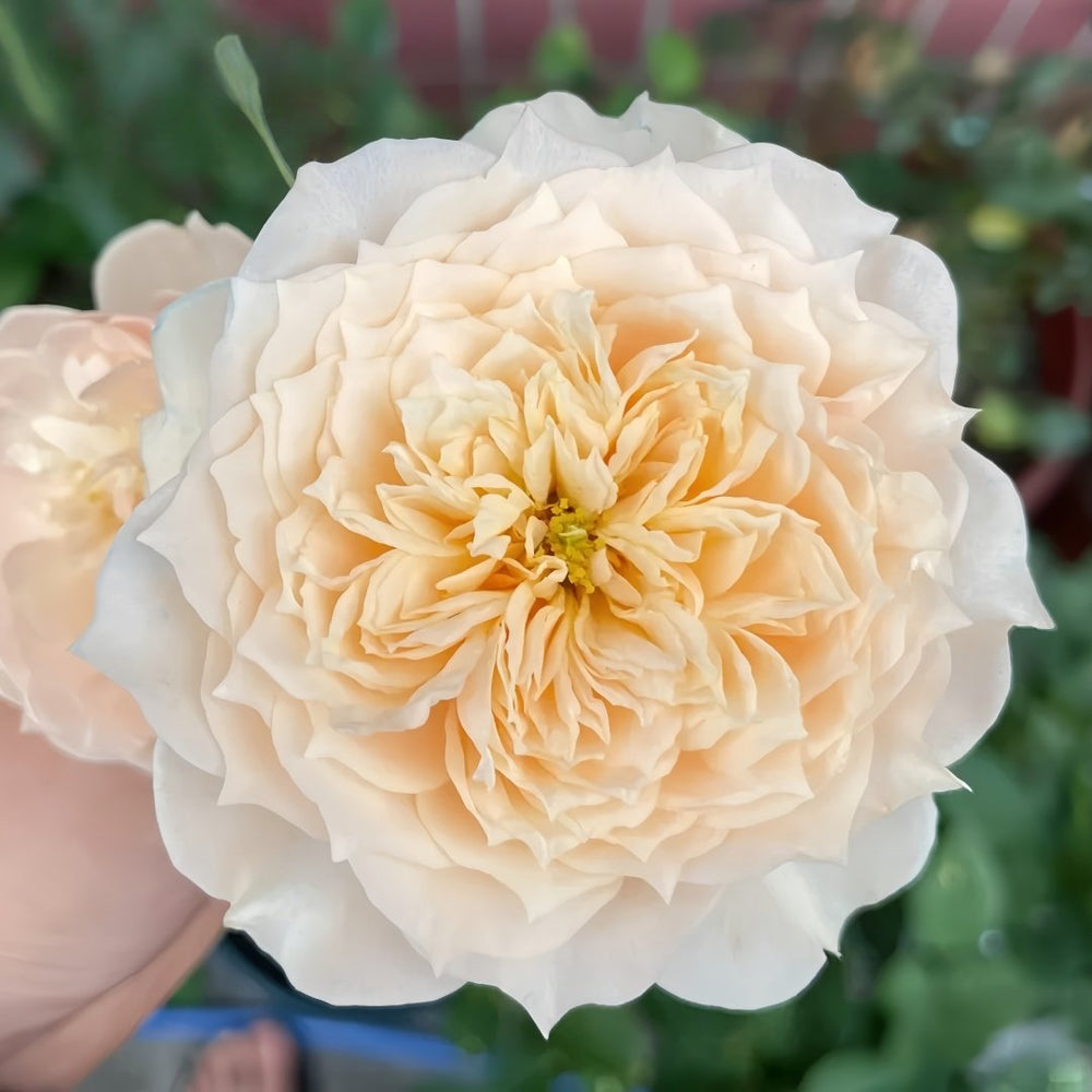 Totoro Rose Plant｜龙猫 image 6