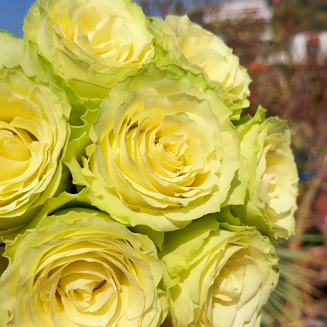 Lemonade Rose Plant|莱蒙乃迪 image 4