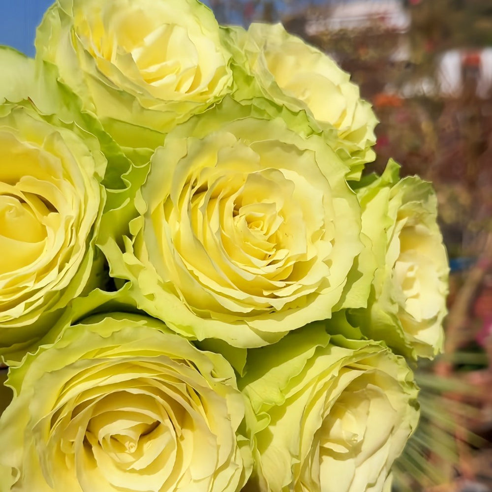 Lemonade Rose Plant|莱蒙乃迪 image 4