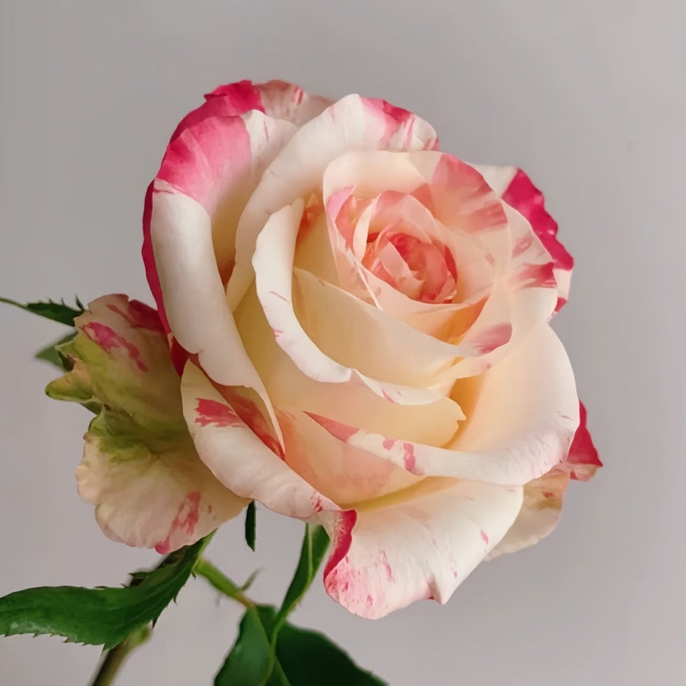 Nichang Rose Plant|霓裳 image 8