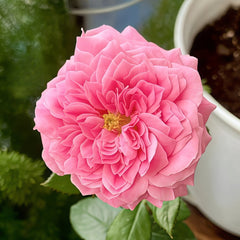 Emily Rose Plant｜艾米丽 image 0
