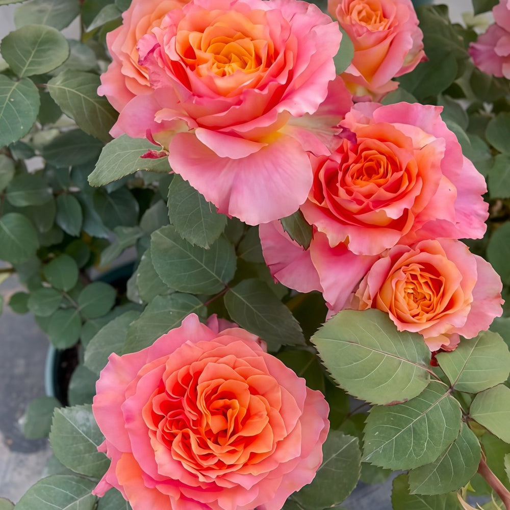 Free Spirit Rose Plant ｜自由精灵 image 6