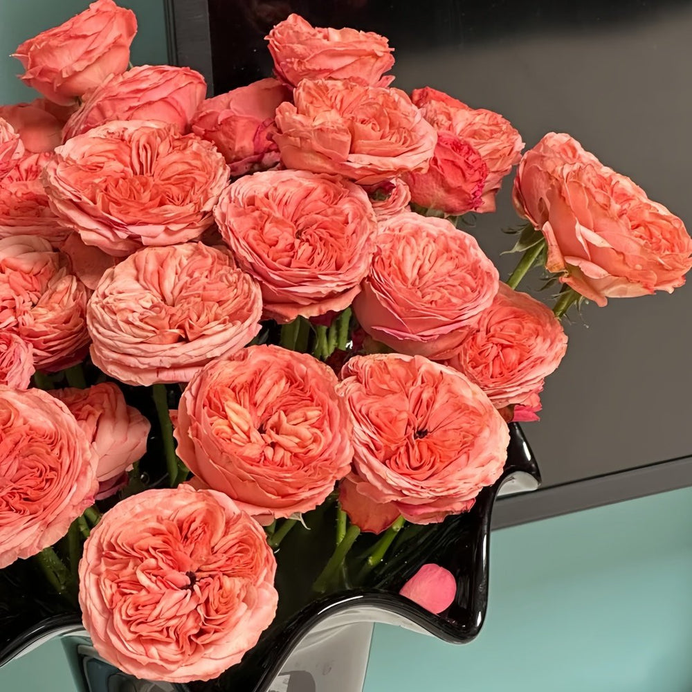 Bella Trendsetter Rose Plant｜潮流贝拉 image 9