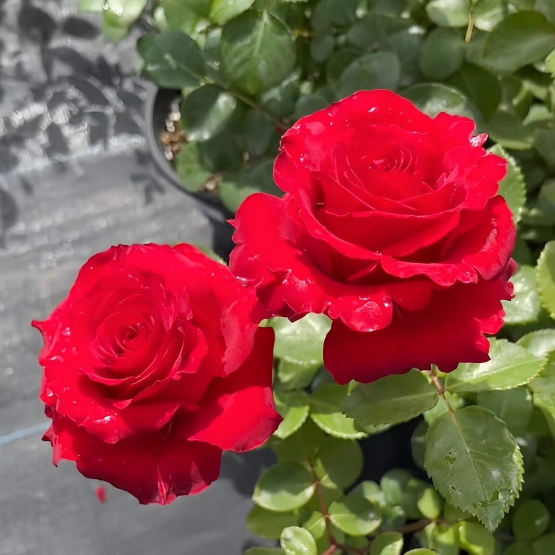 Red France Rose Plant｜法国红 image 3