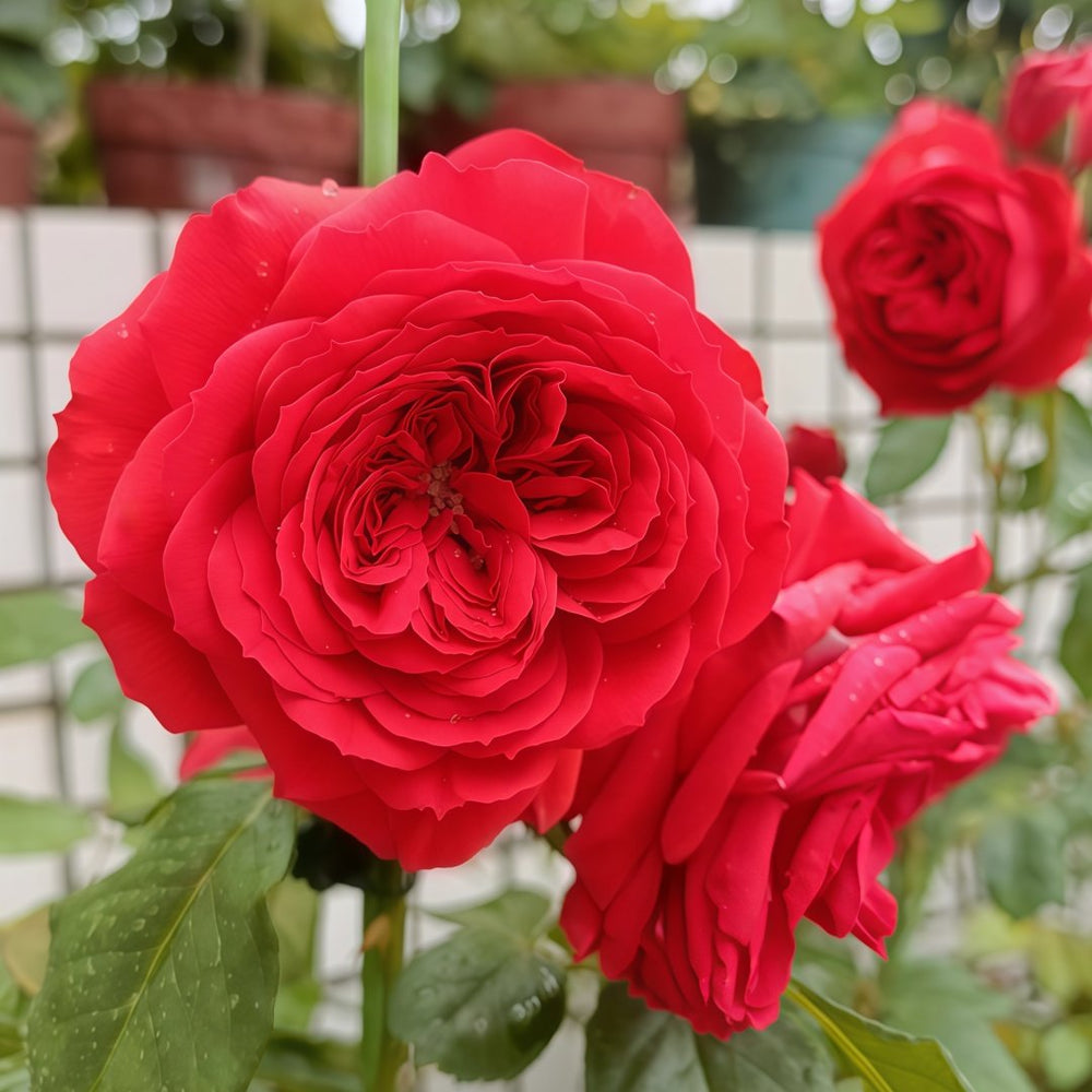 Red Apple Rose Plant｜红苹果 image 3