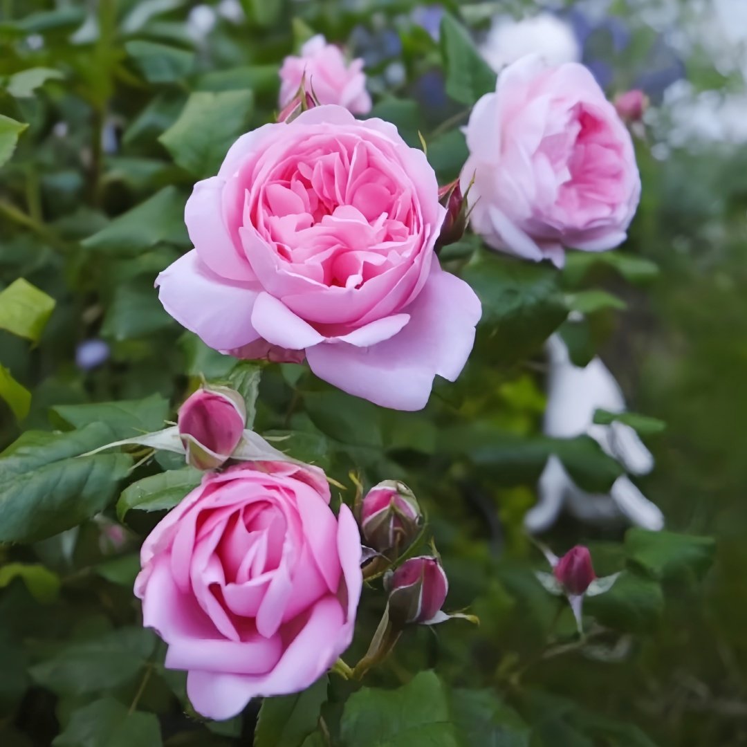 Scepter’d Isle Rose Plant｜权杖岛玫瑰 image 6