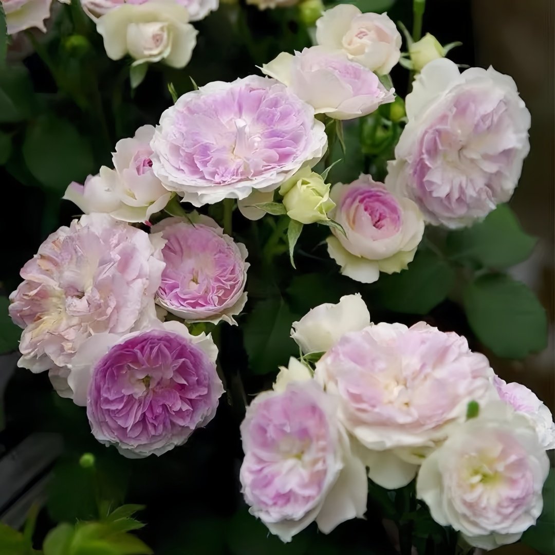 Blue Moon Stone Rose Plant|蓝月石 image 4