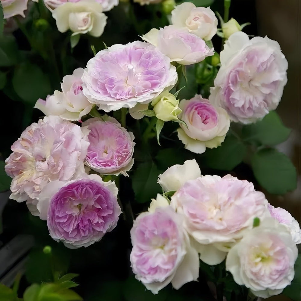 Blue Moon Stone Rose Plant|蓝月石 image 4