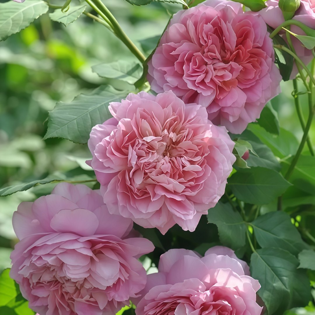 Robe à la française Rose Plant｜法国礼服 image 7