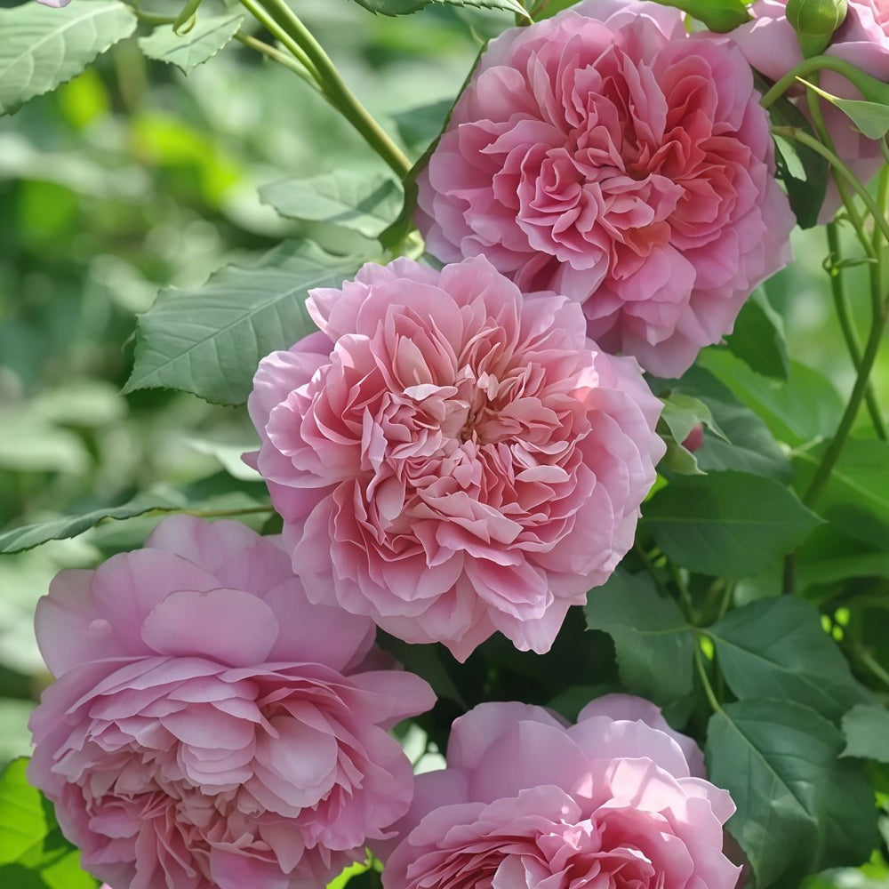 Robe à la française Rose Plant｜法国礼服 image 7