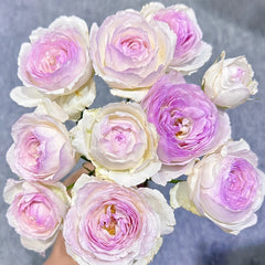 Vesalius Rose Plant｜维萨里 image 1