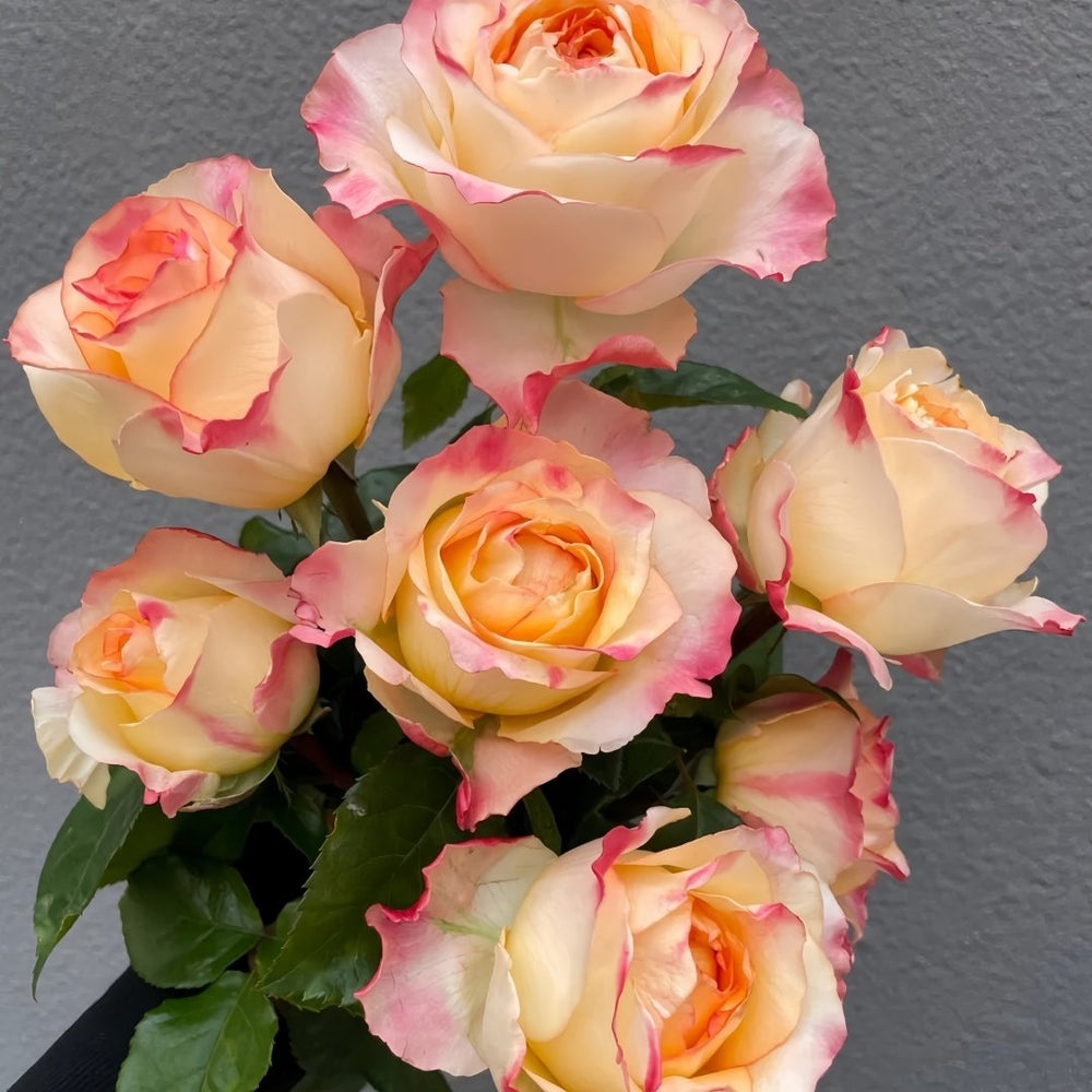 Poetica Rose Plant|诗歌 image 2