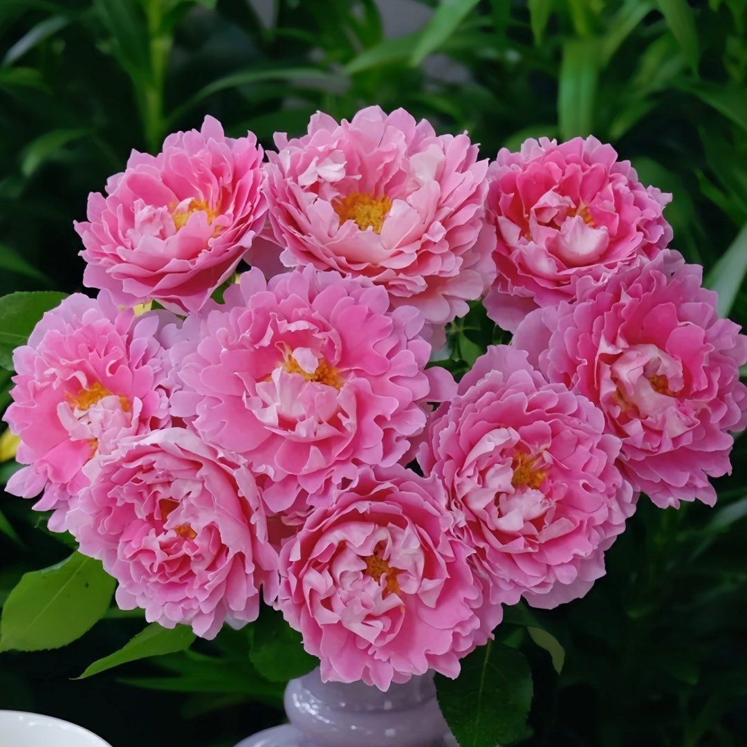 Fancy Ruffle Rose Plant｜花式褶皺玫瑰 image 0