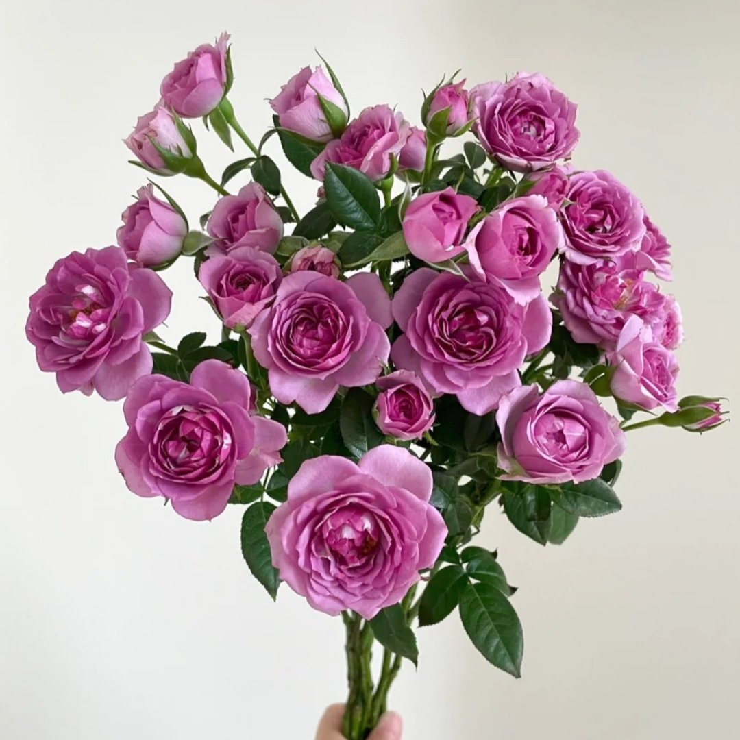 Lavender Flower Circus Rose Plant｜薰衣草门廊 image 14