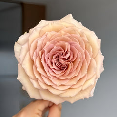 Beiley Rose Plant｜贝利 image 0