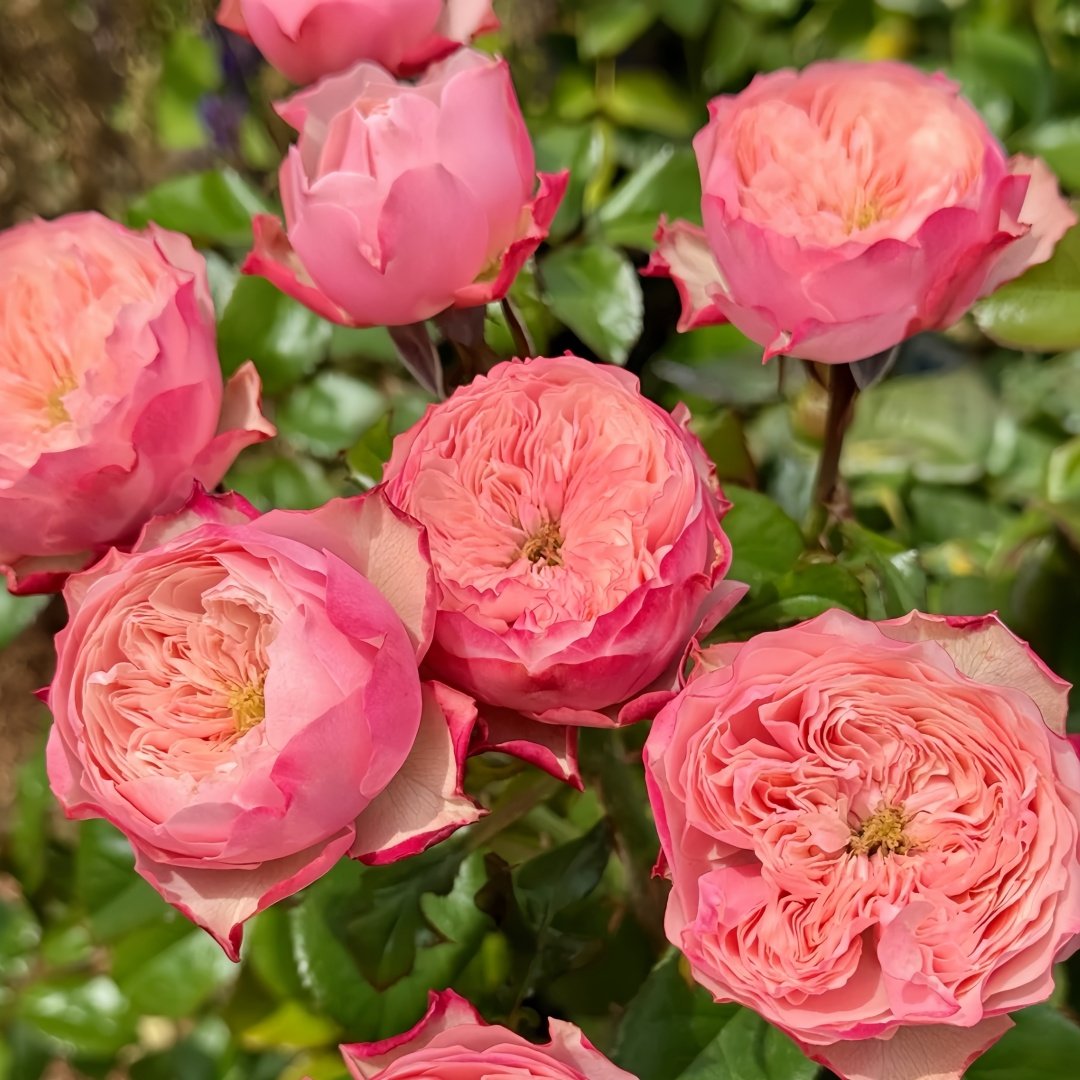 Northanger Abbey Rose Plant| 诺桑觉寺 image 9
