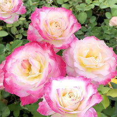 Seraphim Rose Plant｜六翼天使 image 2