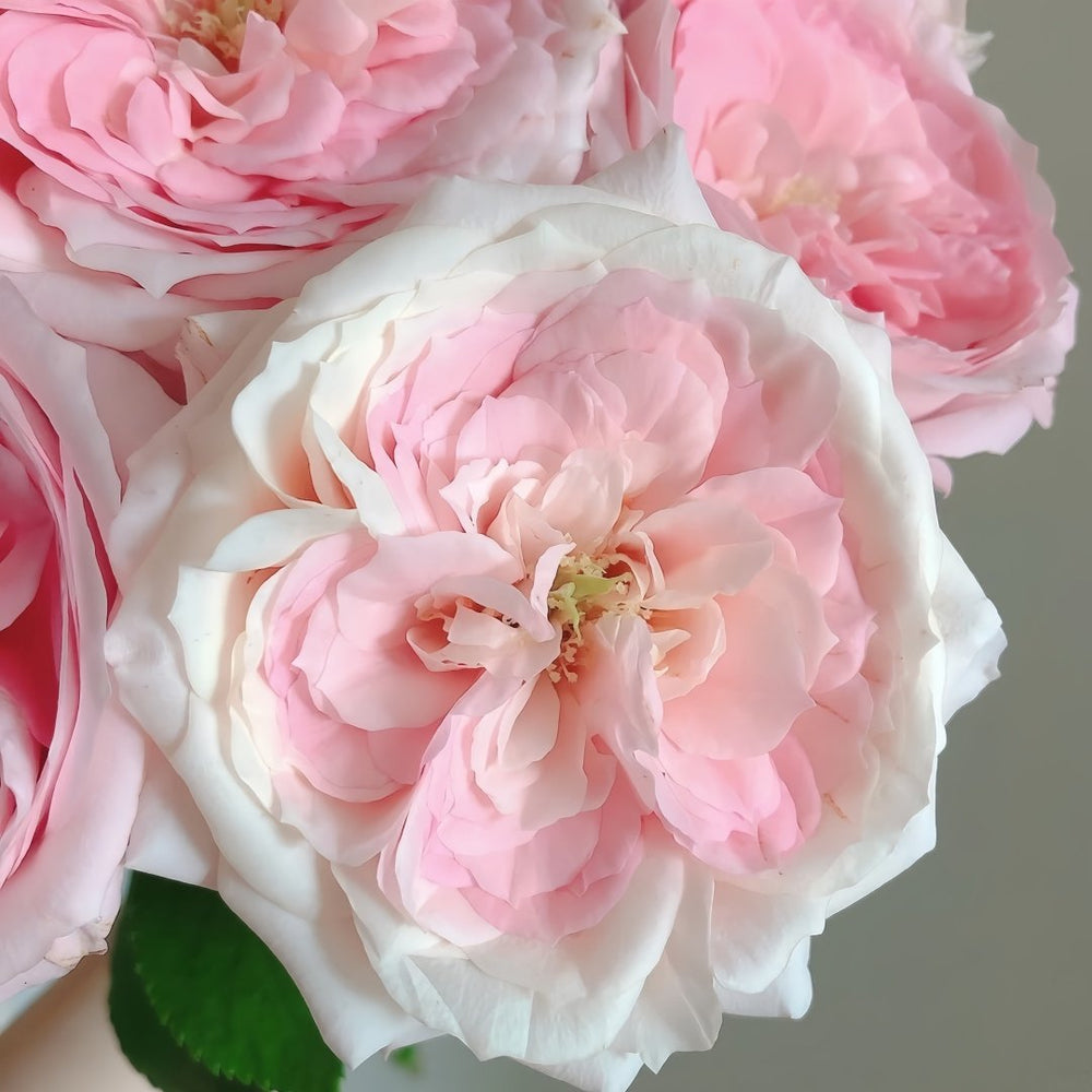 Bella Linda Kiss Rose Plant｜亲吻琳达 image 1
