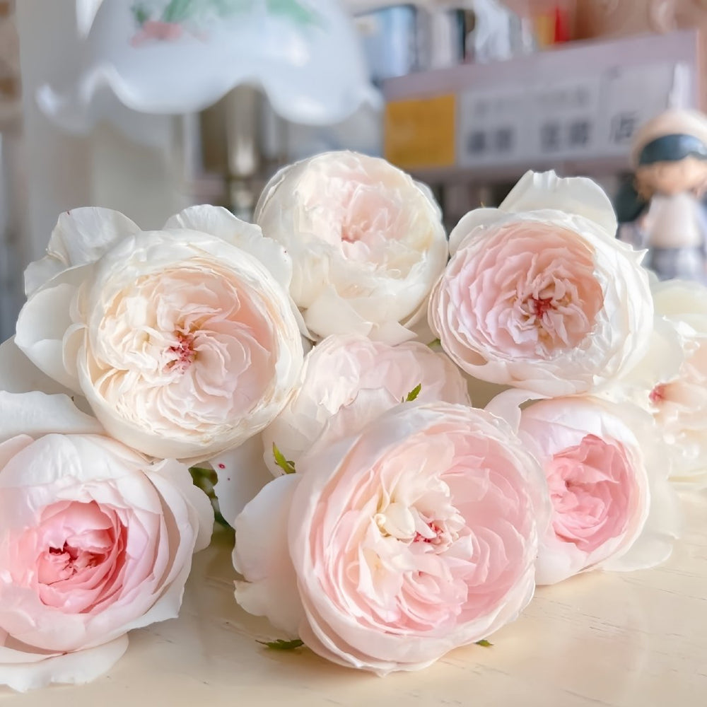 Arietta Rose Plant|小抒情曲 image 12