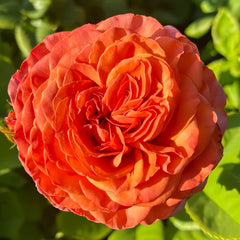 Red Coral Rose Plant｜红珊瑚 image 3