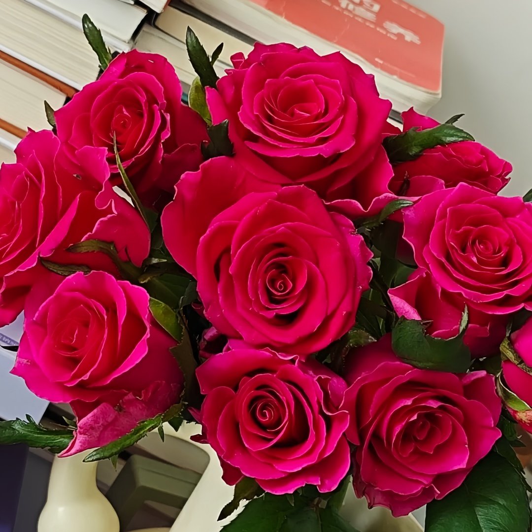 Gotcha Rose Plant|高盛/高胜 image 4