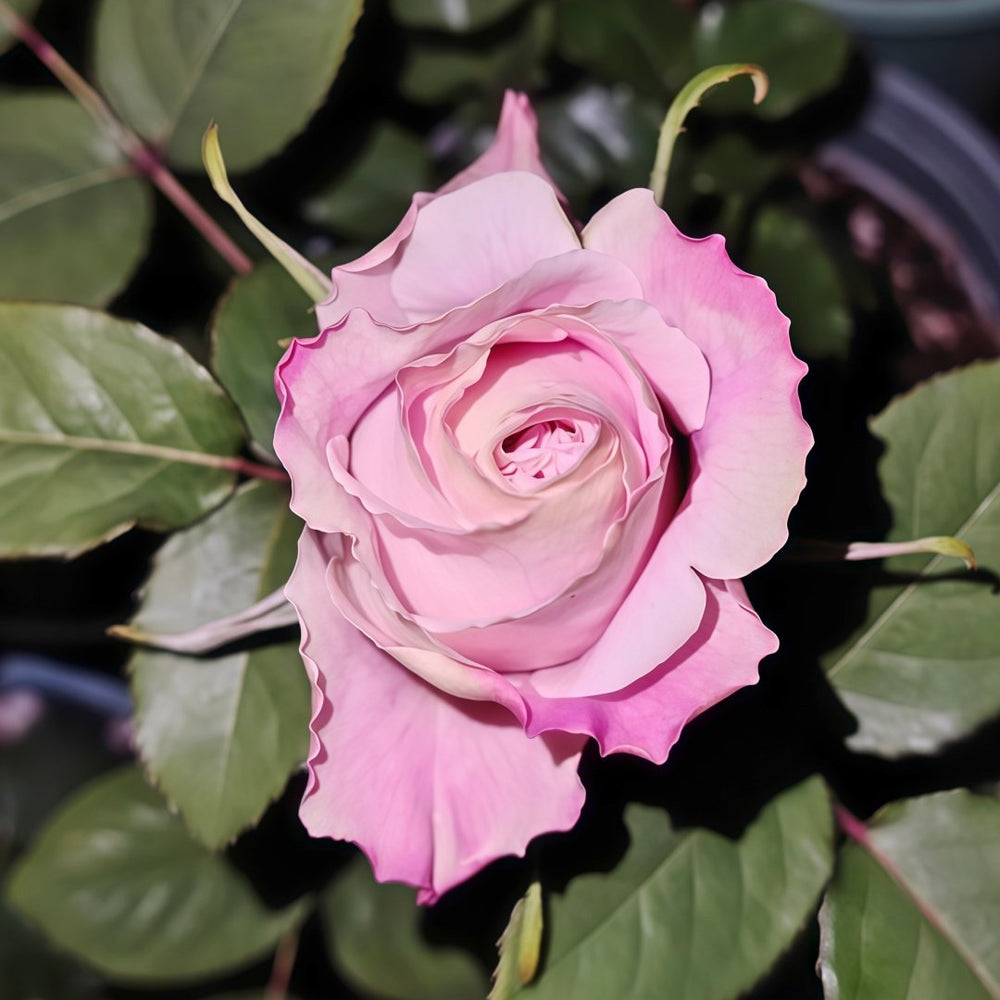 Candy Horizon Rose Plant｜糖果地平线 image 8