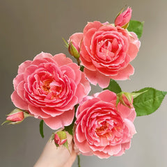Akane Rose Plant|茜 image 1