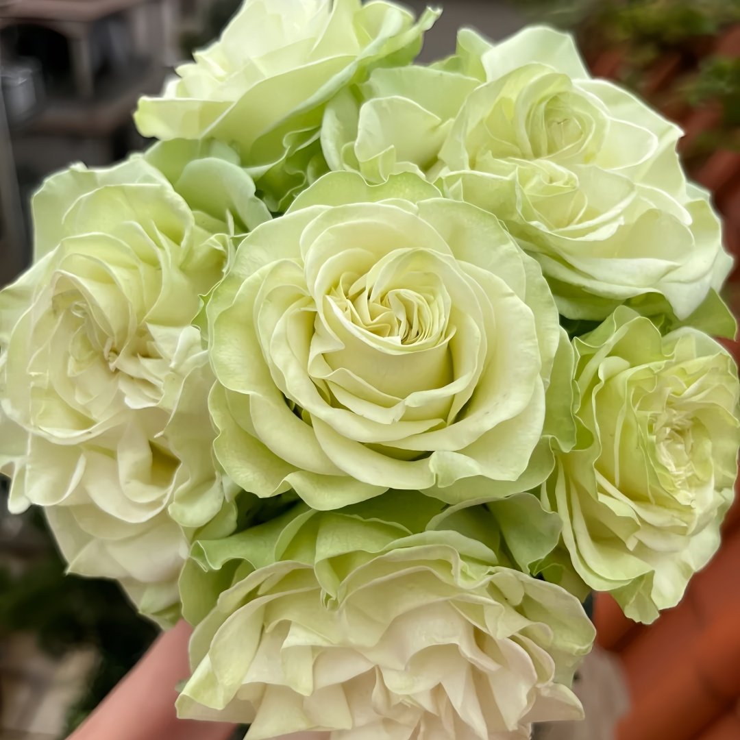 Moonstone Rose Plant|月光石 image 0