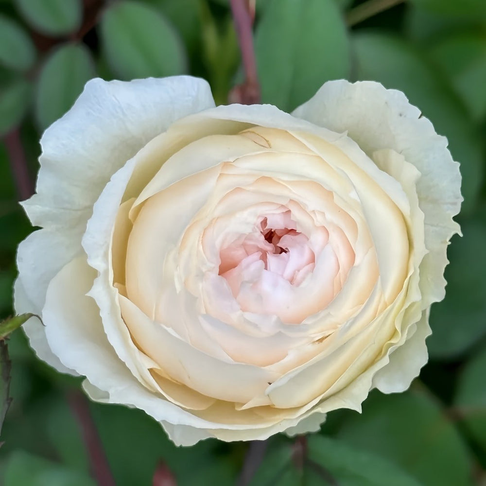 Weeping beauty Rose Plant|梨花雨 image 5
