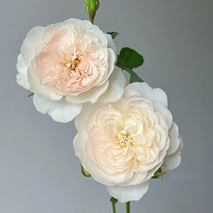 Queen of the Elves Rose Plant| 精灵女王 image 2
