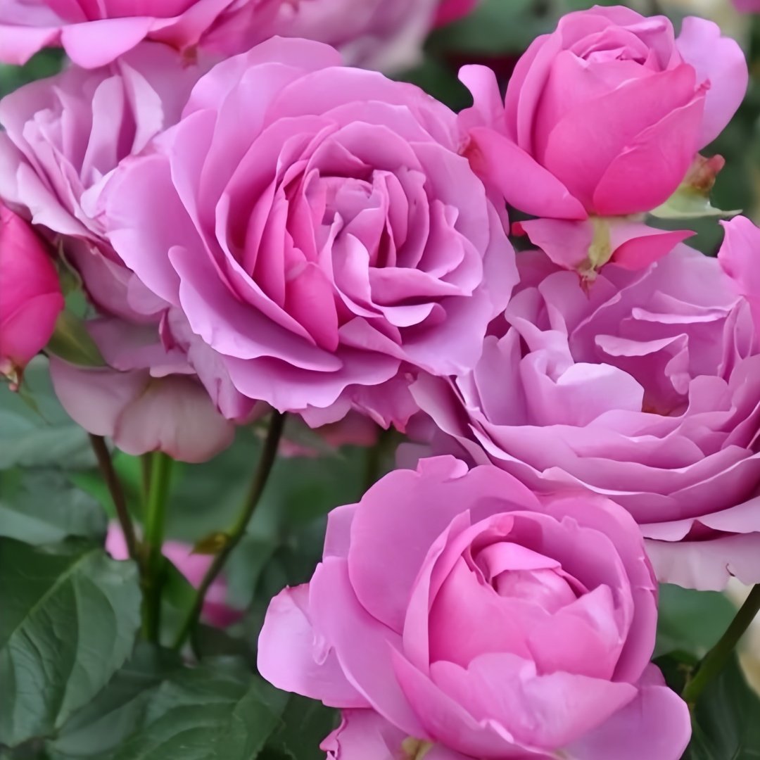 Syrinx Rose Plant|西林克斯 image 5