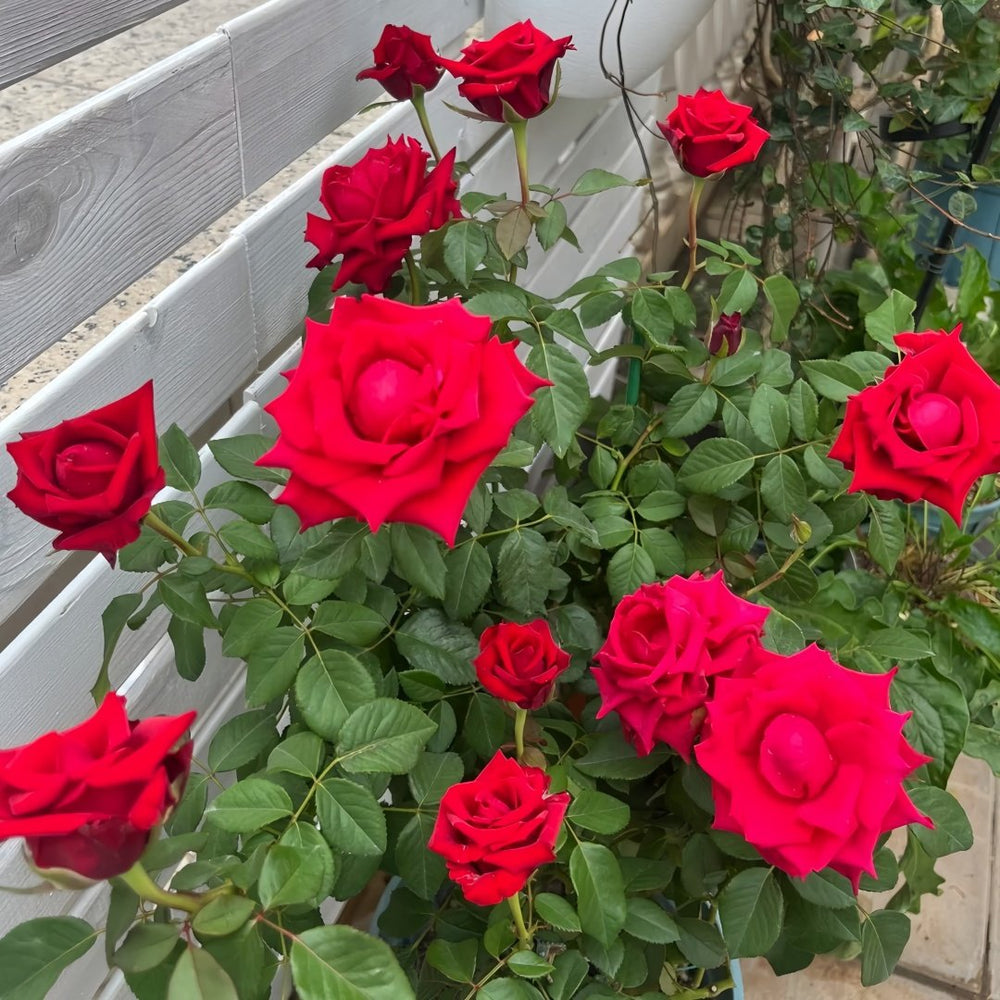 Red Bride Rose Plant ｜红新娘 image 7